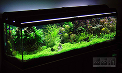 Фото аквариума с живыми растениями