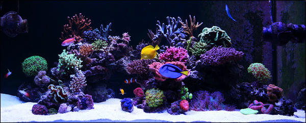 Бюджетный аквариум пятьсот литров стиль оформления море